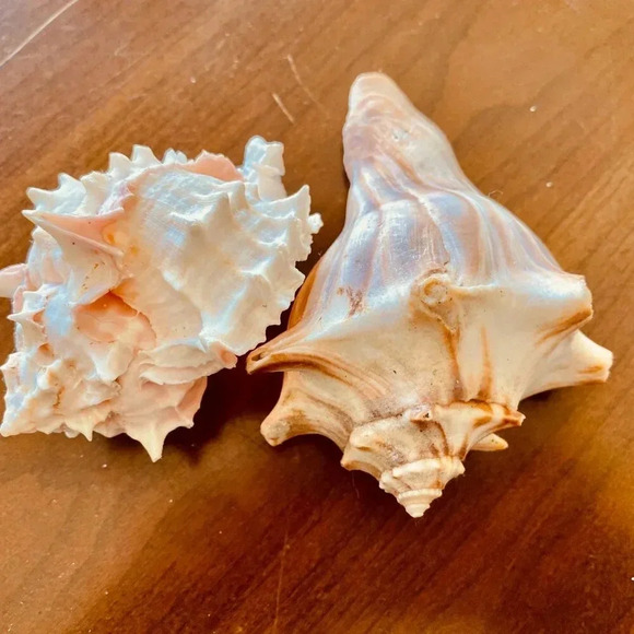 Beautiful Beach Life Shell Decor Set of TWO Shells - Picture 2 of 3